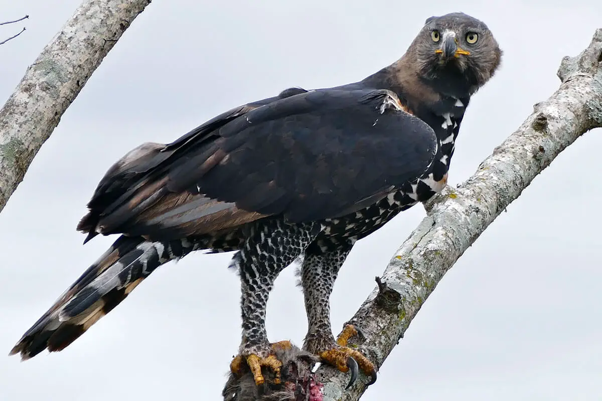 african crowned eagle