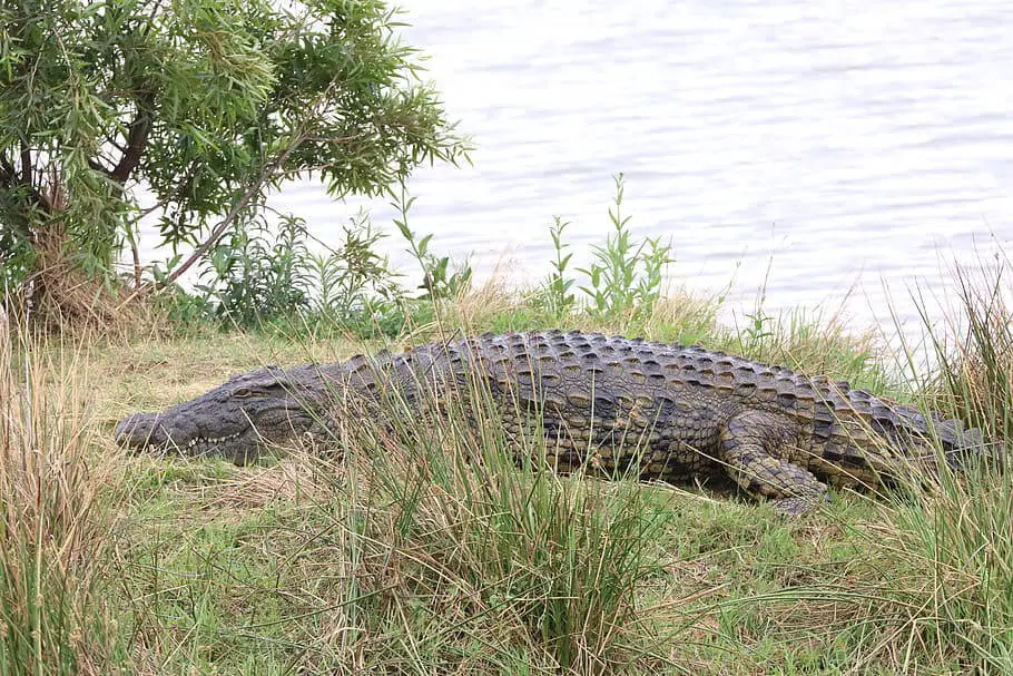 basking nile crocodile