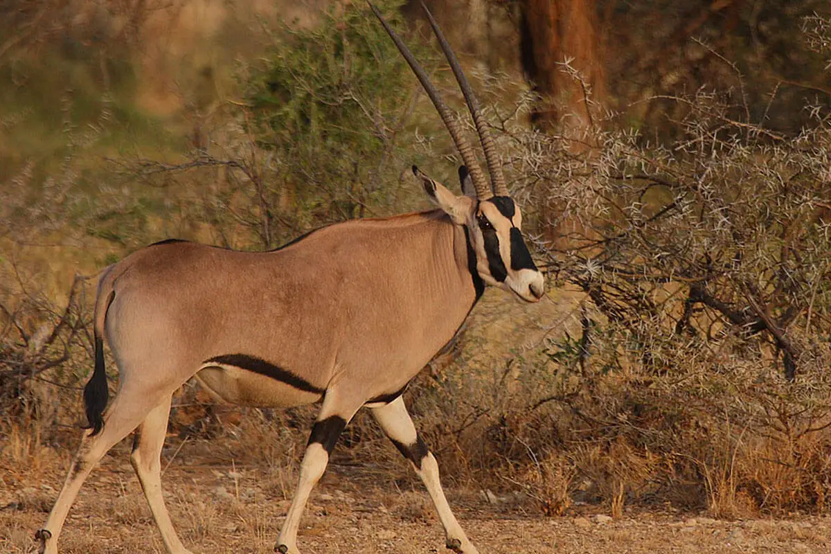 beisa oryx walking