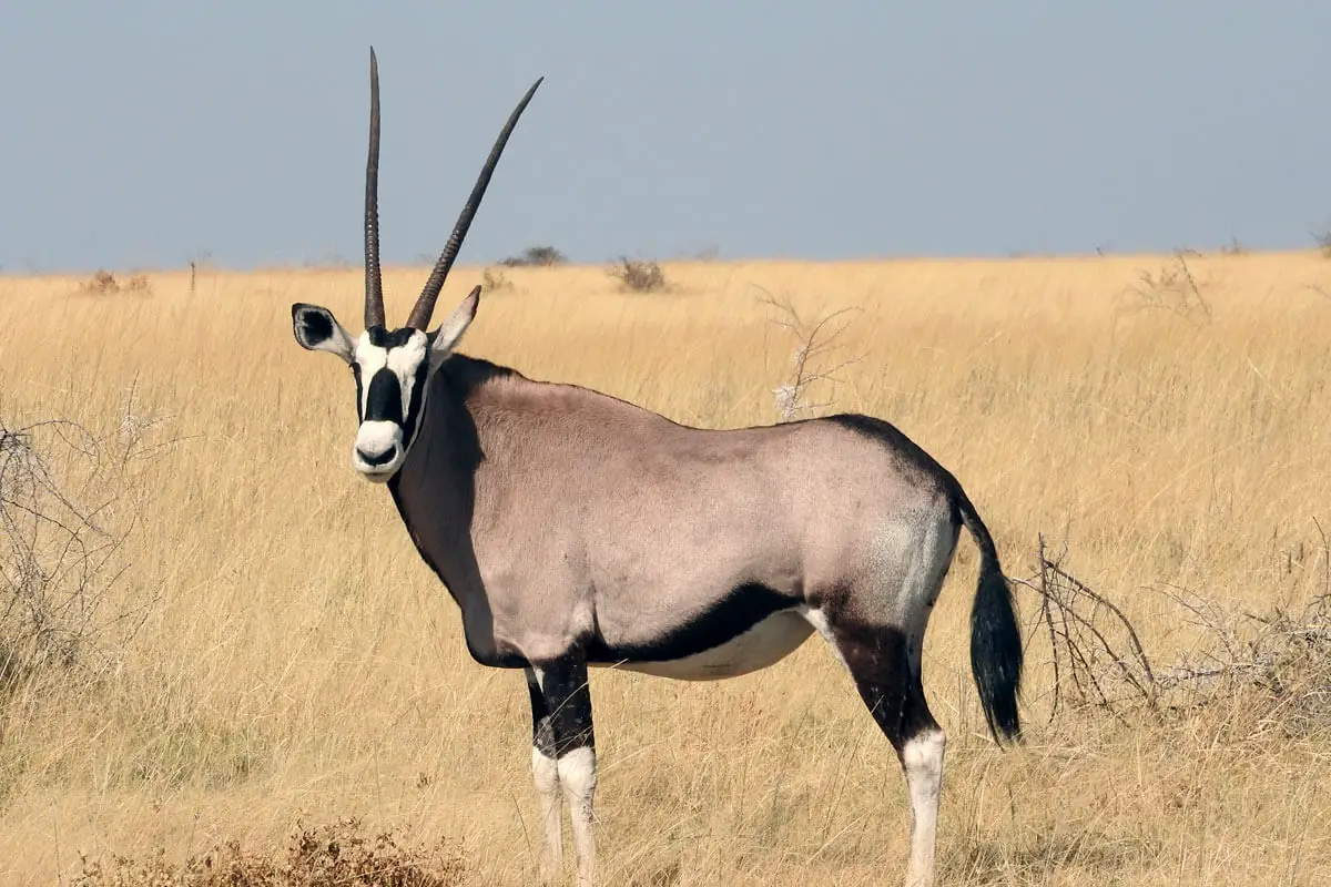 beisa oryx in savannah