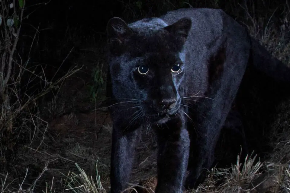 black panther leopard