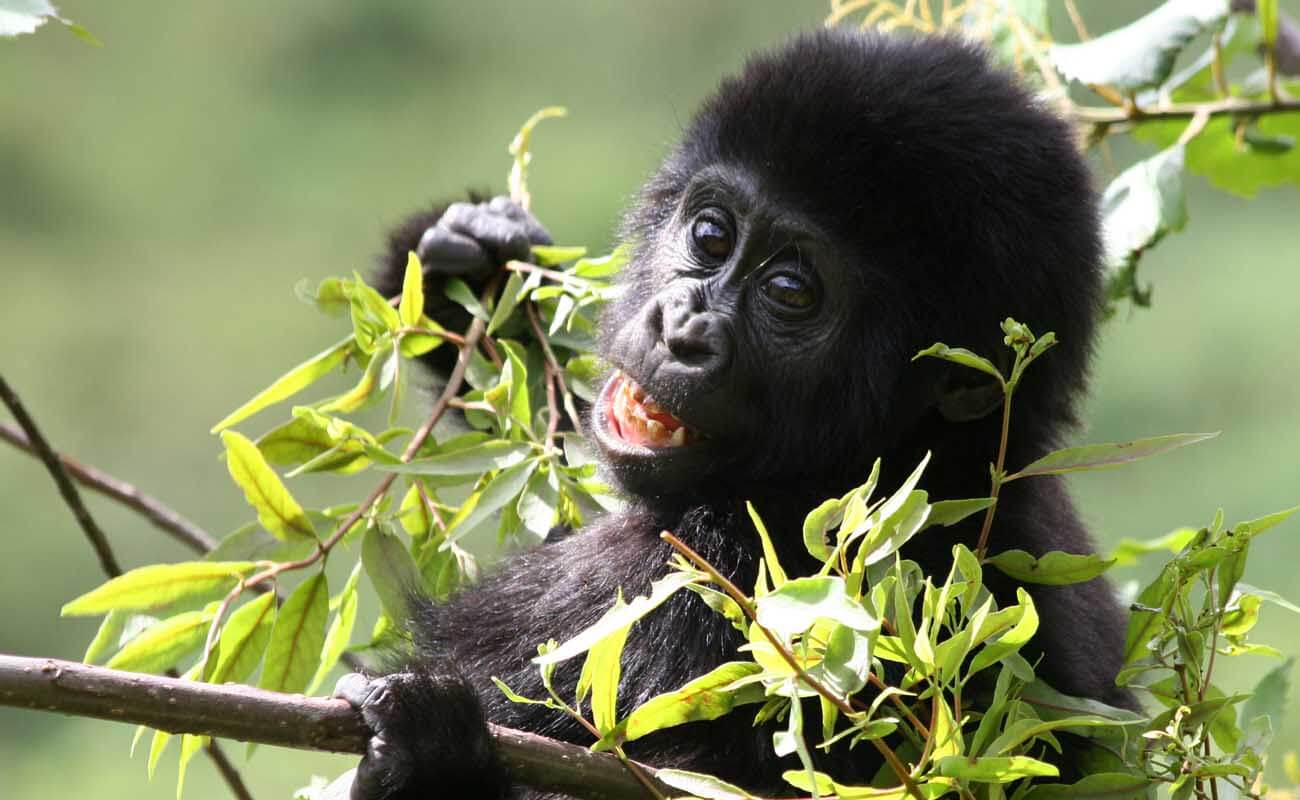 bwindi gorilla