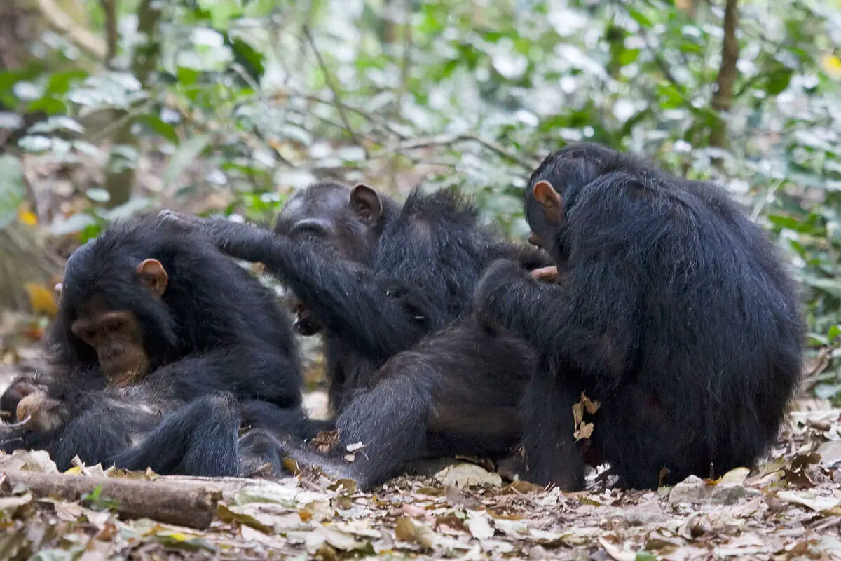 chimps grooming in gombe np