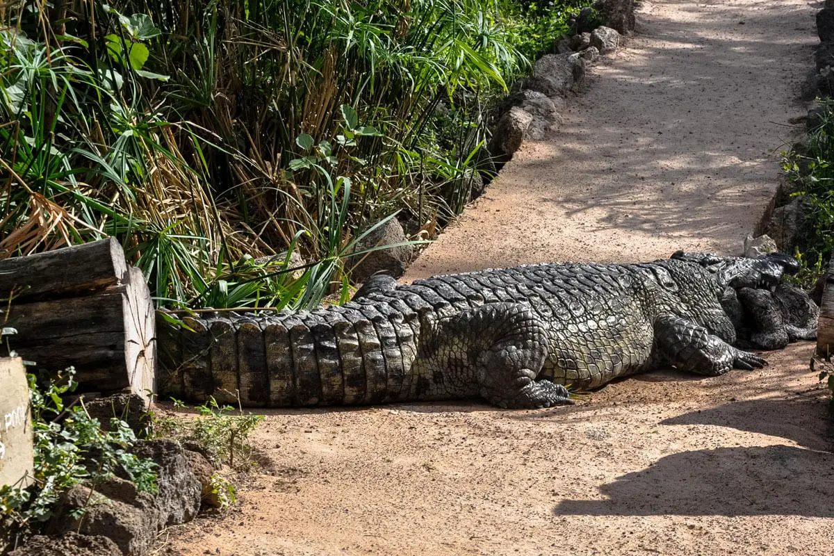 crocodile in Tsavo West np