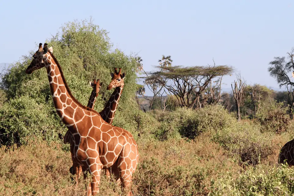 giraffes in samburu national reserve
