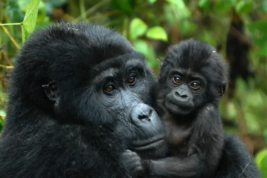gorilla mother and baby