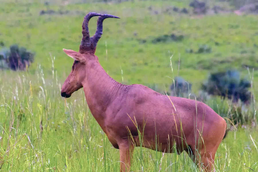 hartebeest antelope