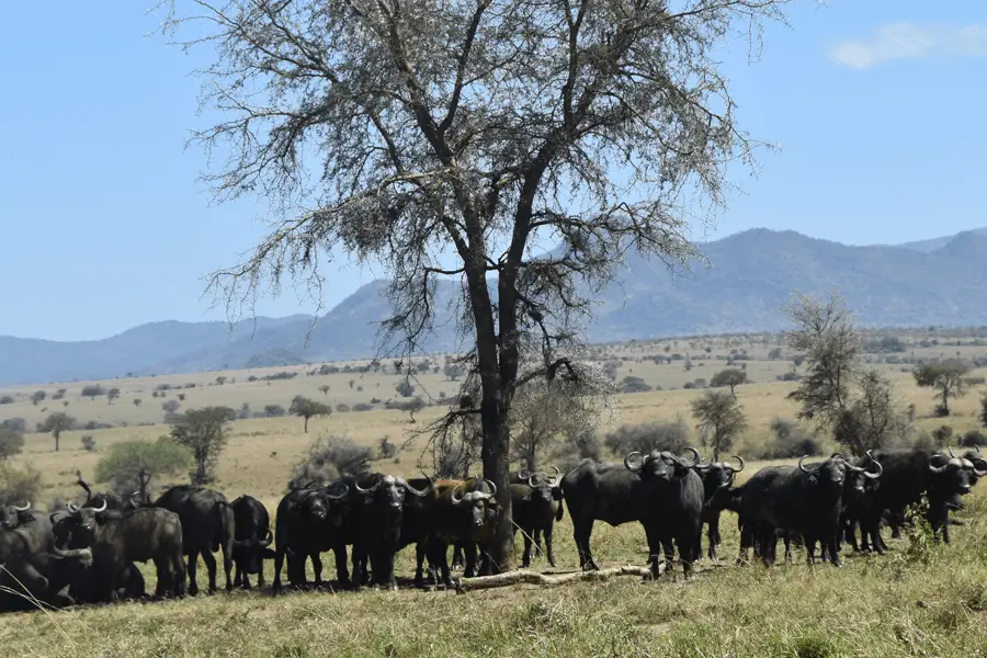 herd of buffaloes under a tree