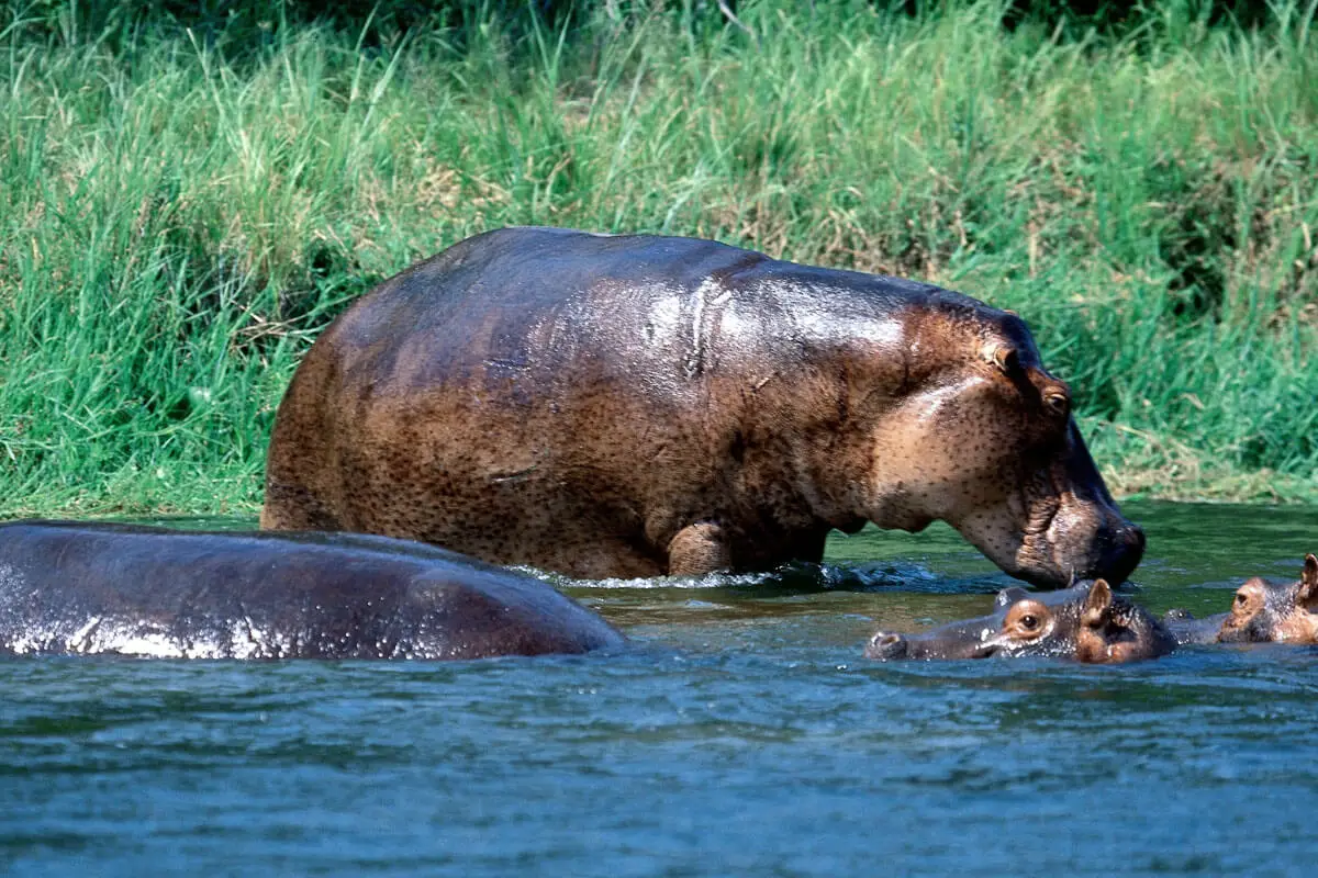 hippo near river bank