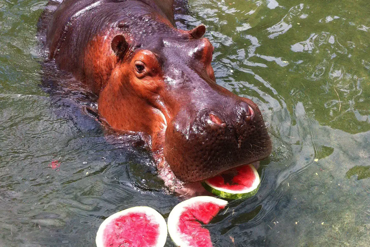 hippos at the zoo eating watermelon