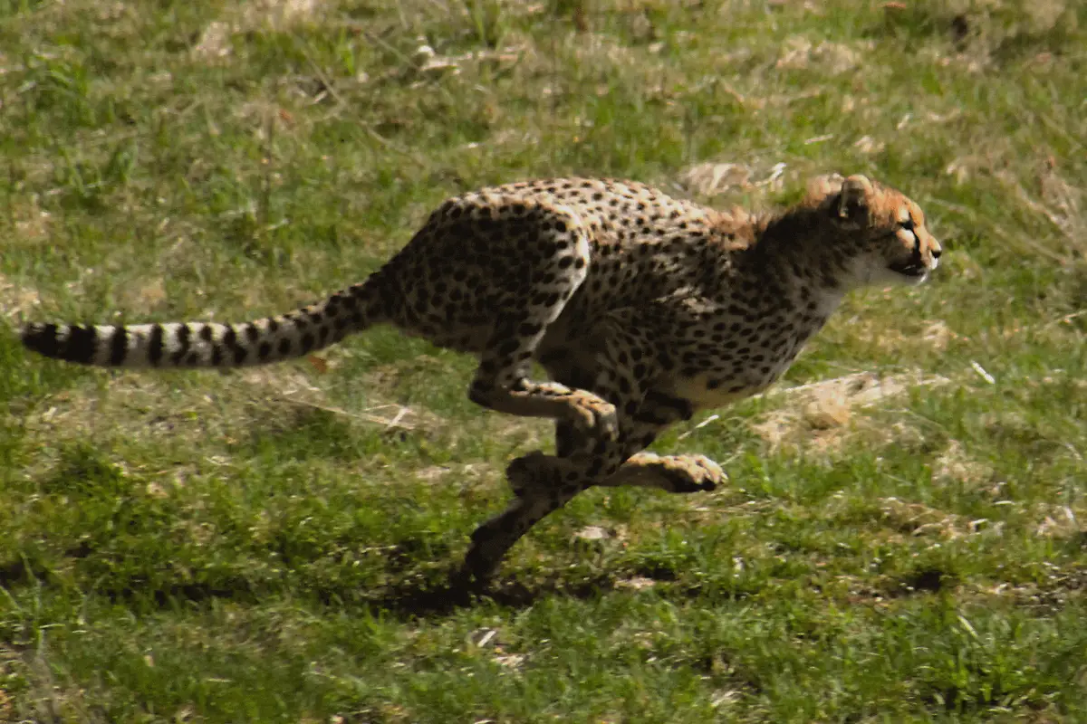 running cheetah