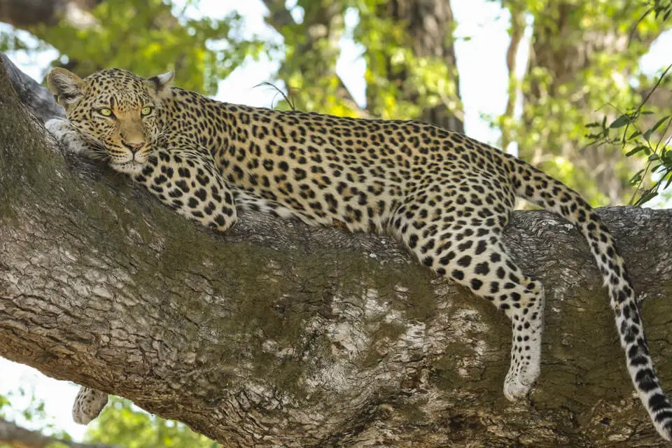 leopard on a branch