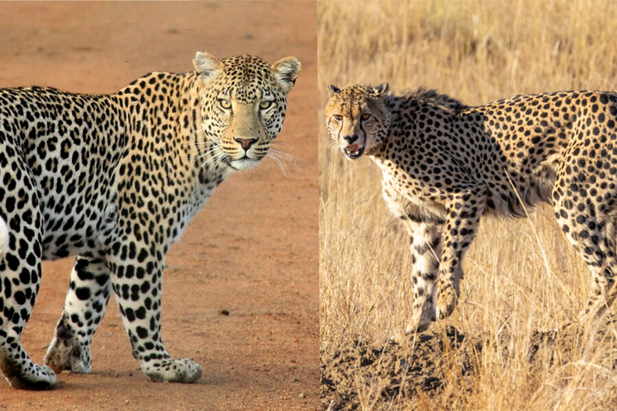 leopard-v-cheetah standing