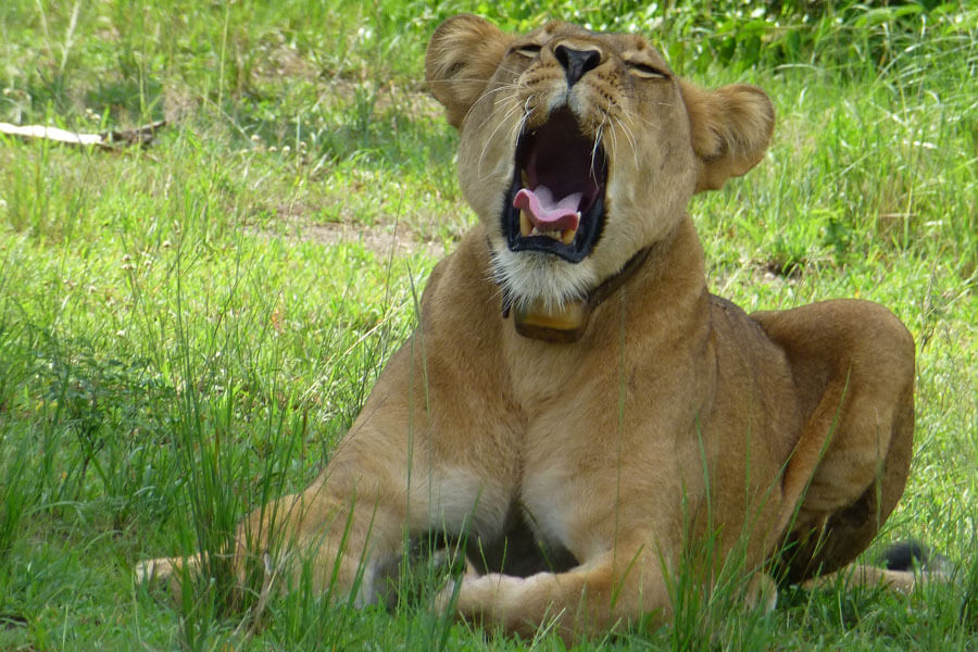 lion yawning