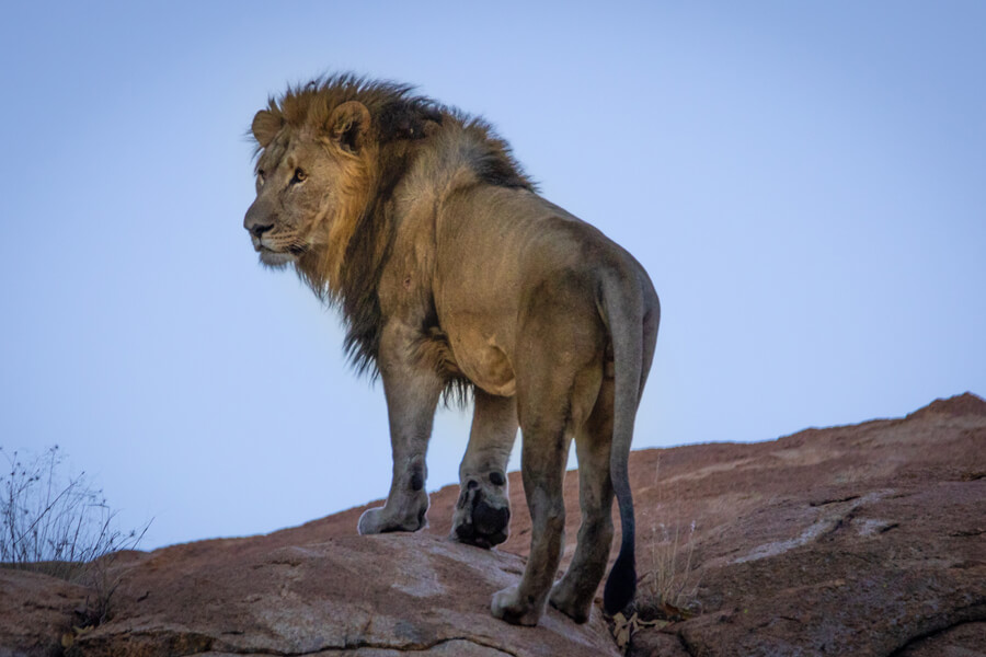 male lion on rock