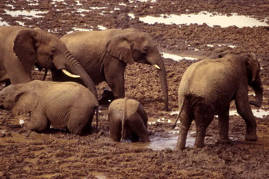 muddy elephants in Aberdare np Kenya