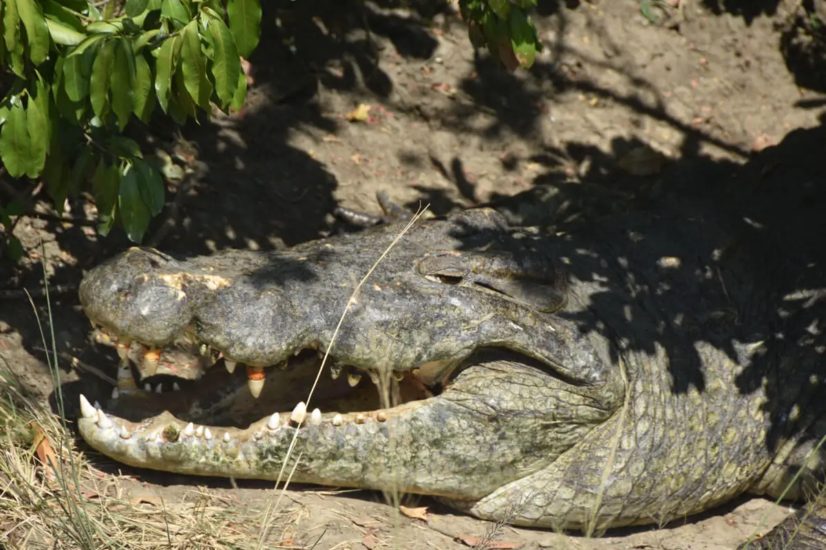nile crocodile in murchison falls