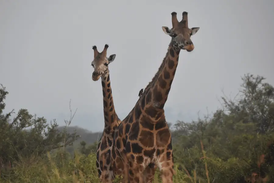 rothschild giraffes