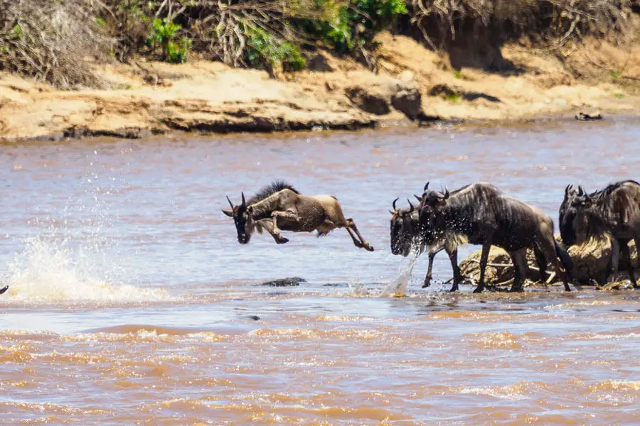wildebeest crossing mara river