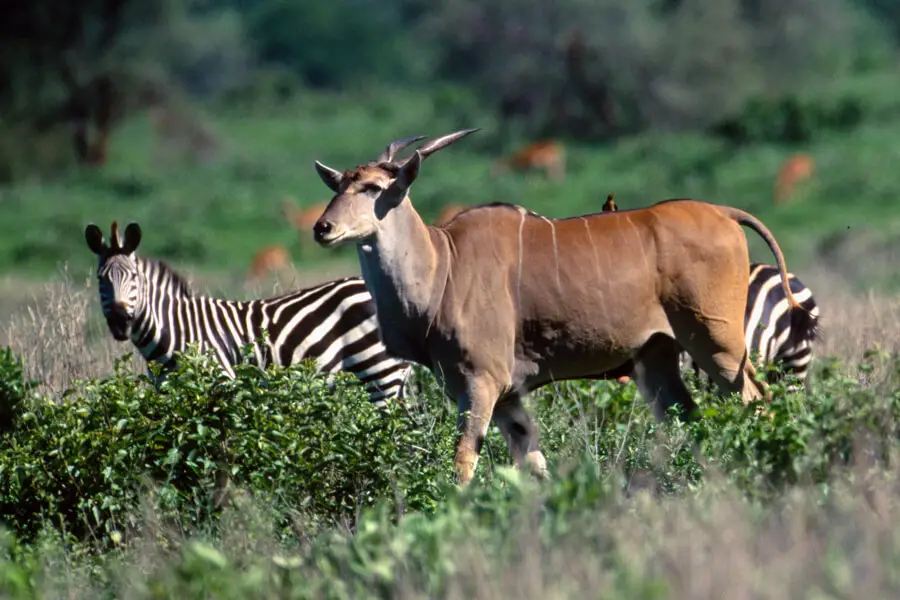 zebra and eland in lake mburo np