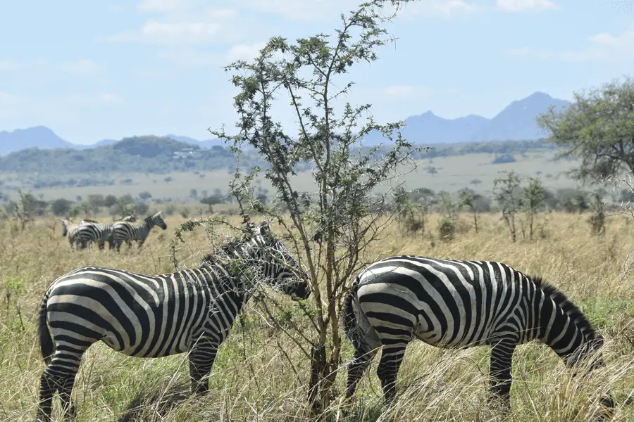 zebras in national park