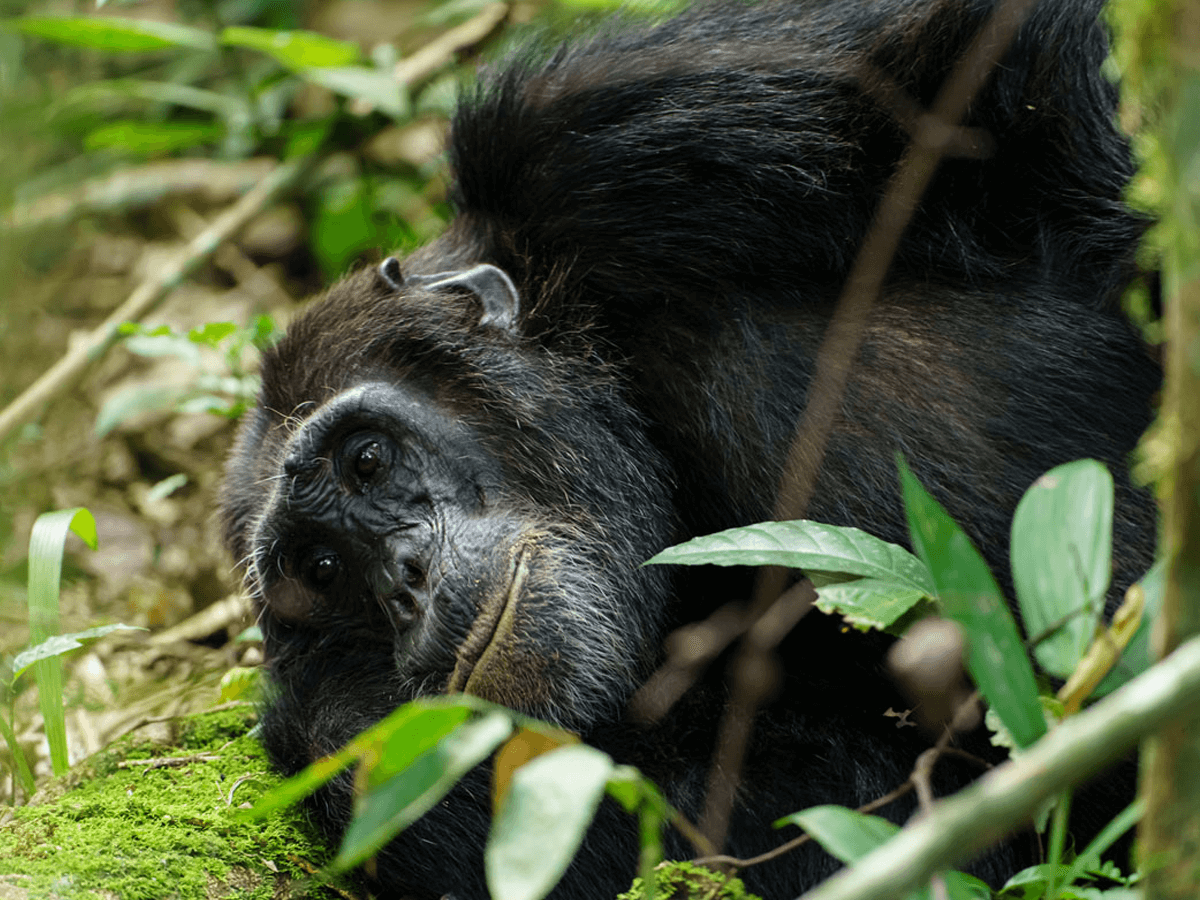 resting chimp.