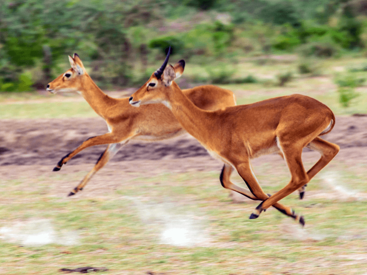 uganda kobs running