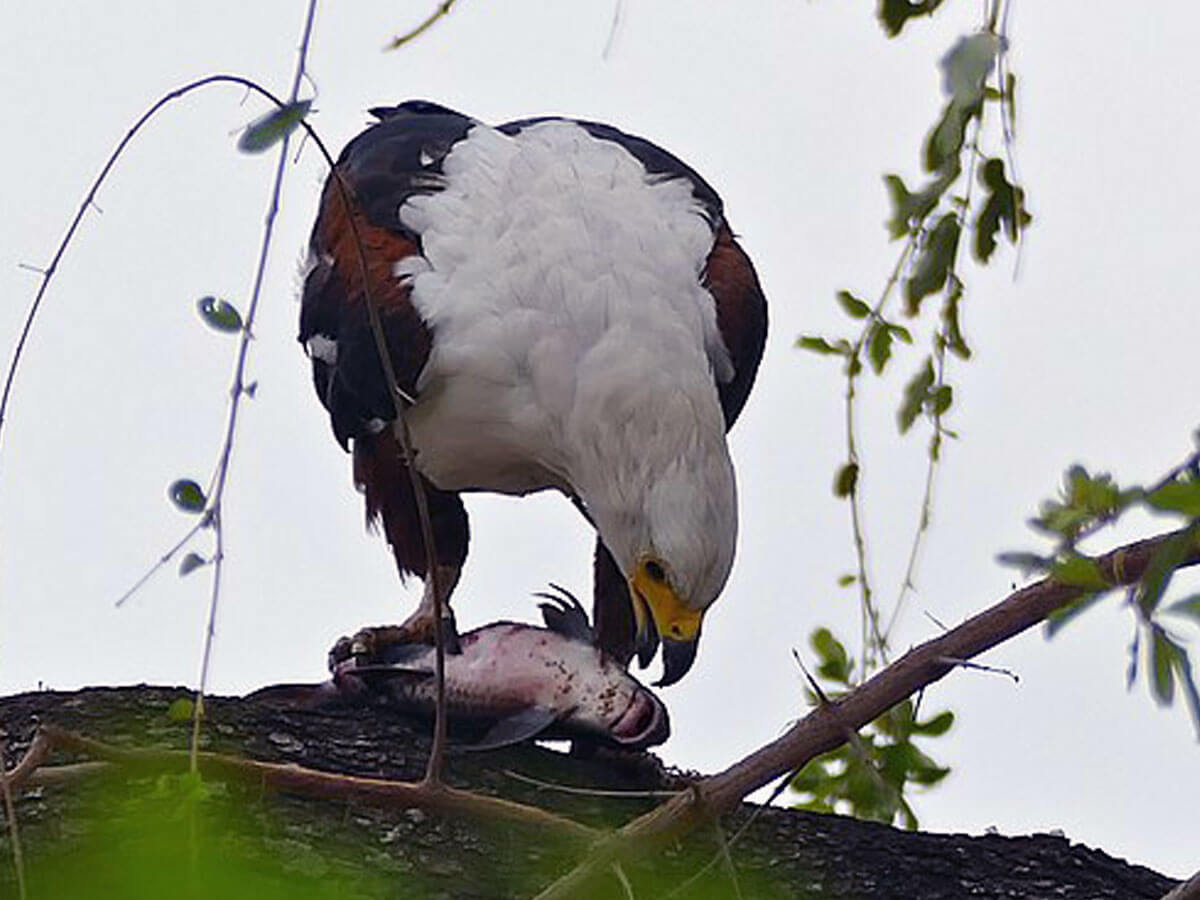 fish eagle eating