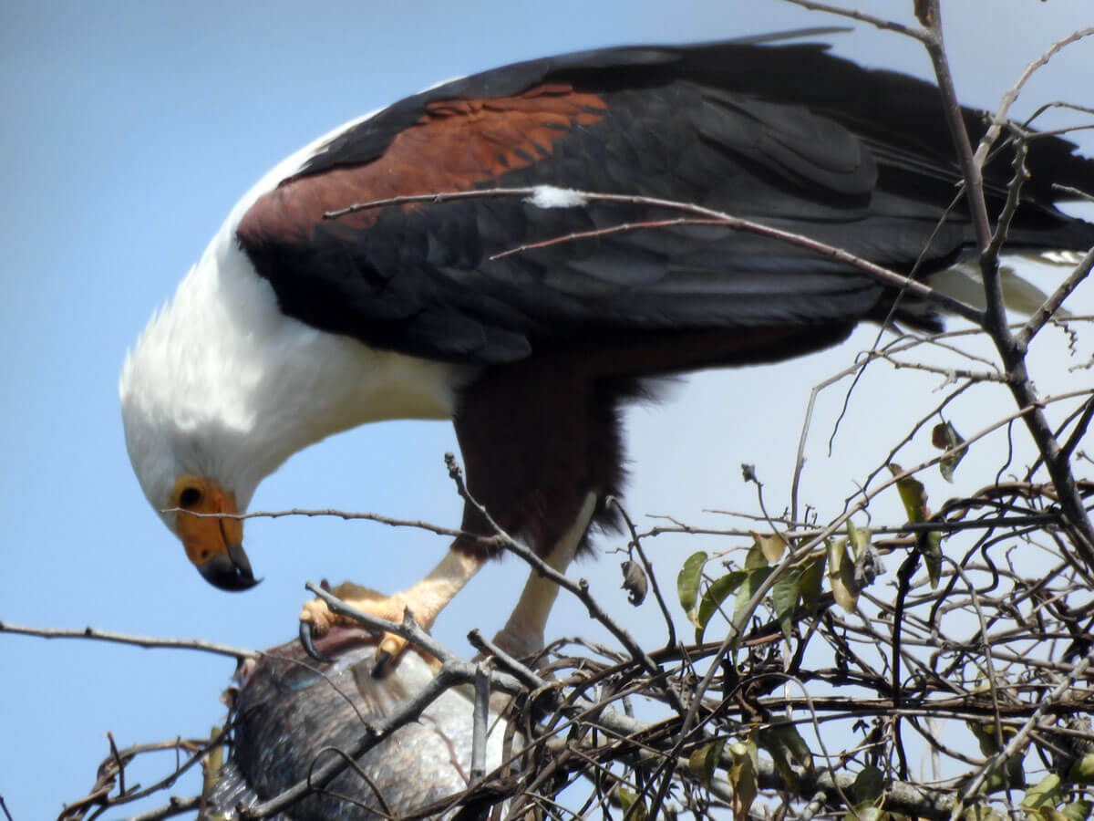 fish eagle eating tilapia