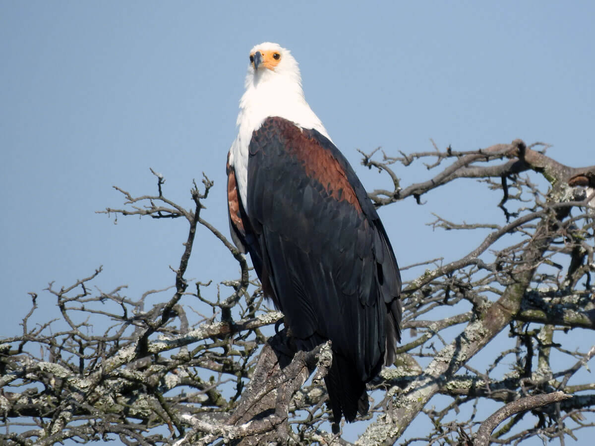 fish eagle