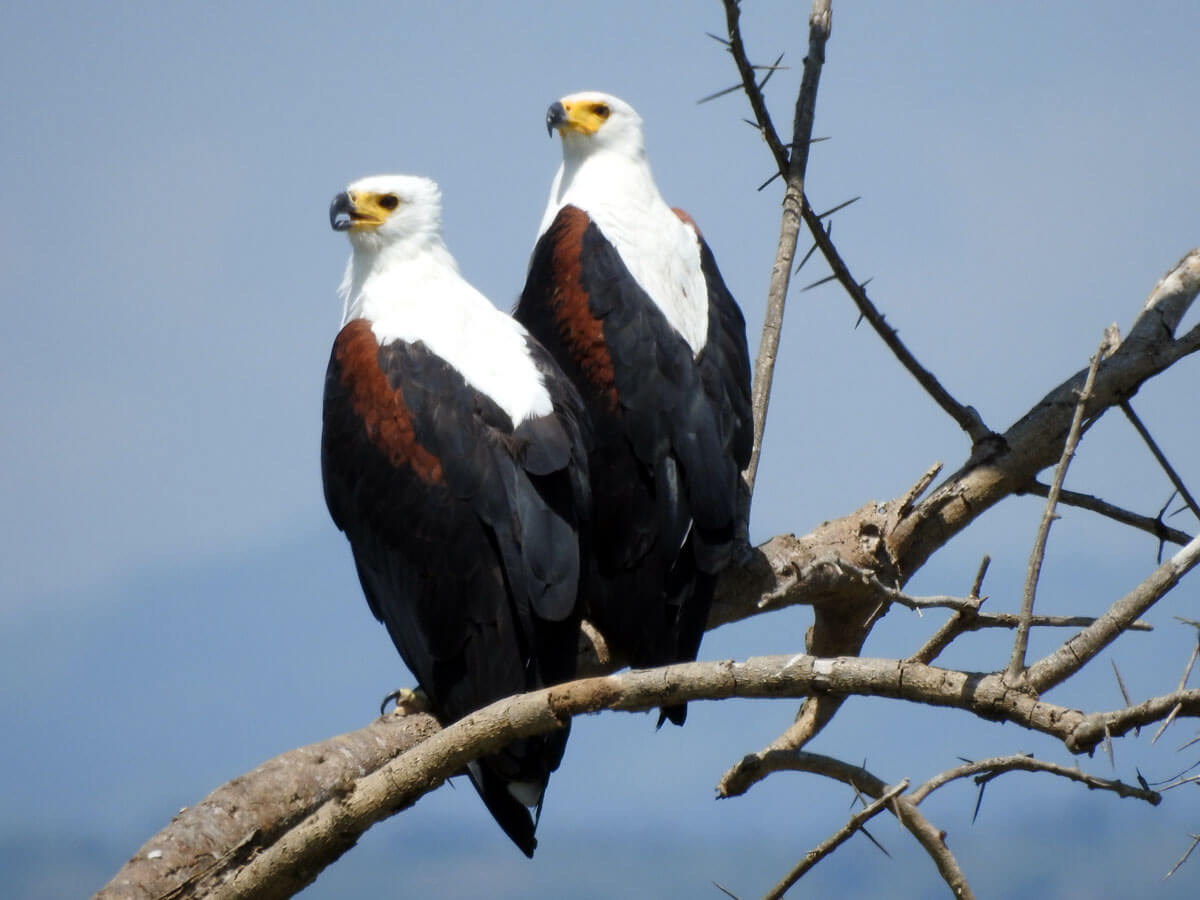 pair of African fish eagles