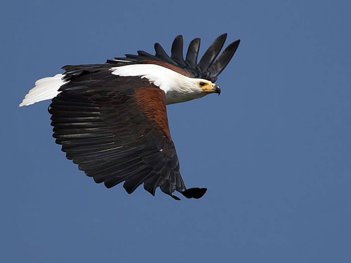 flying fish eagle