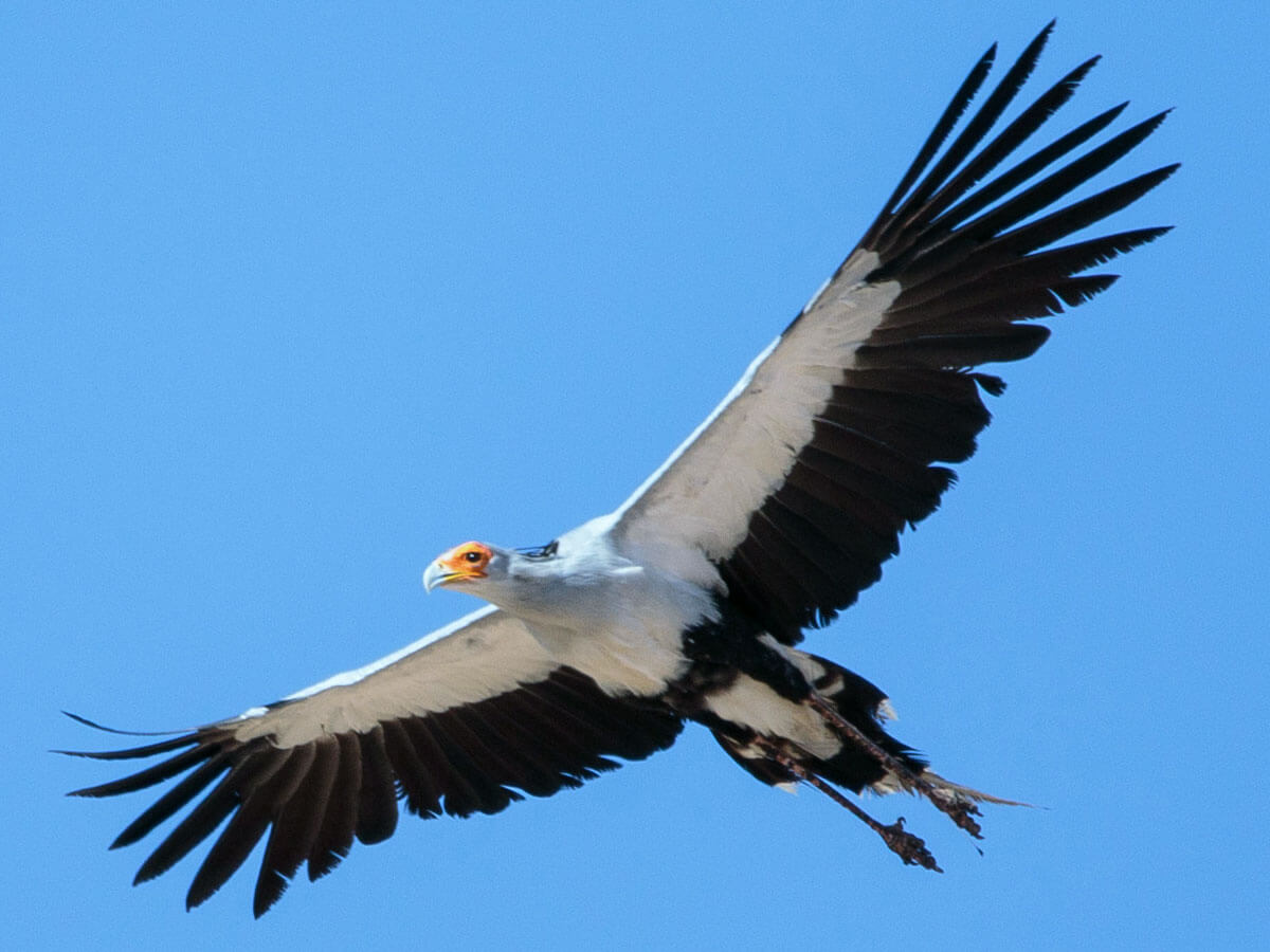 flying secretary bird