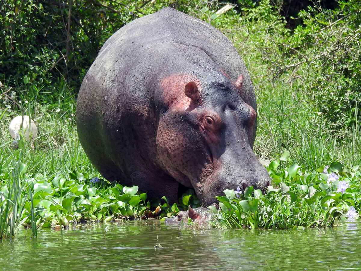 hippo in the river