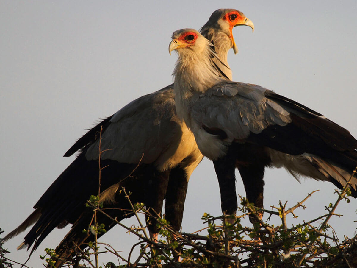 pair of secretary birds