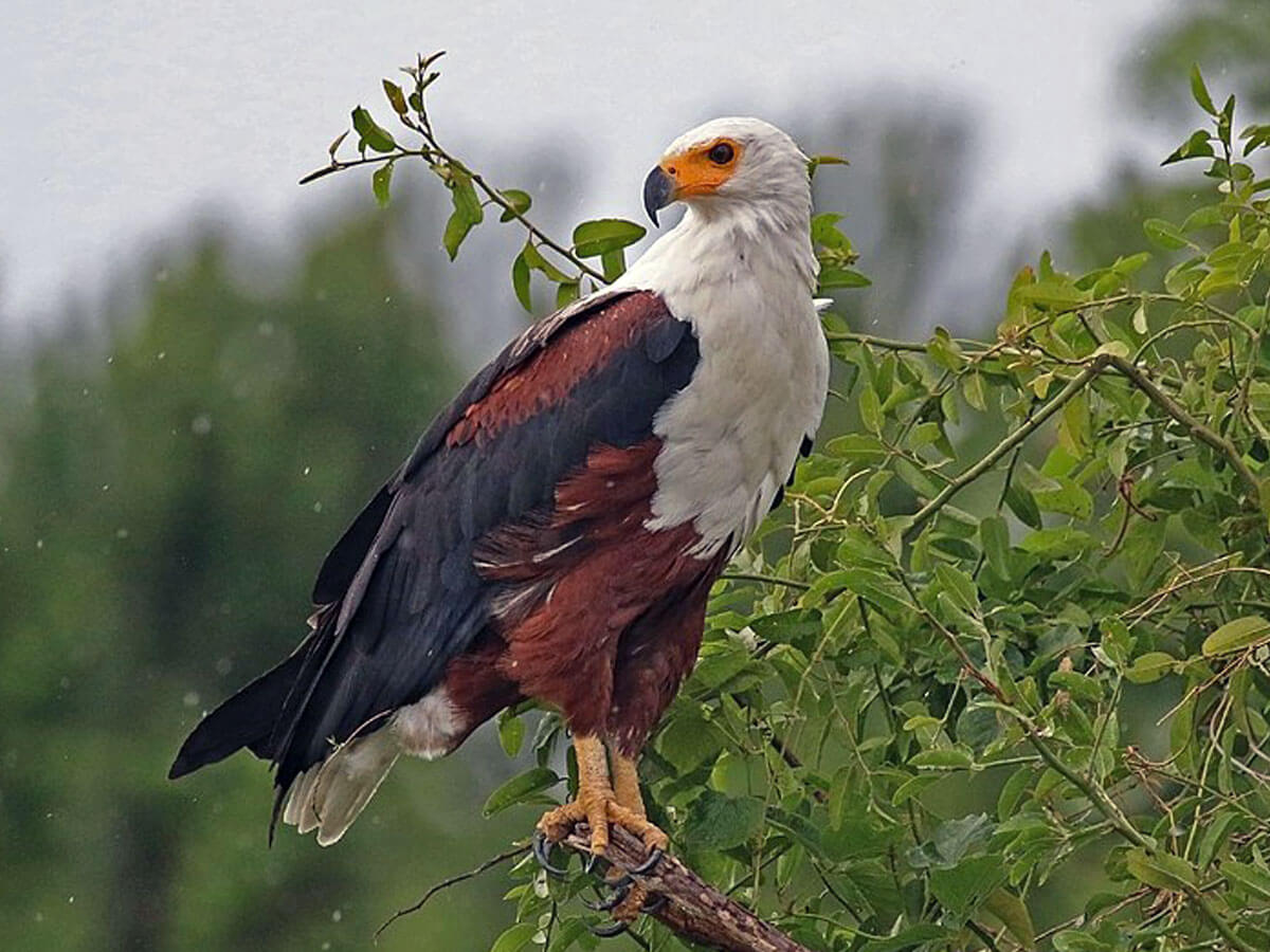 perched African fish eagle