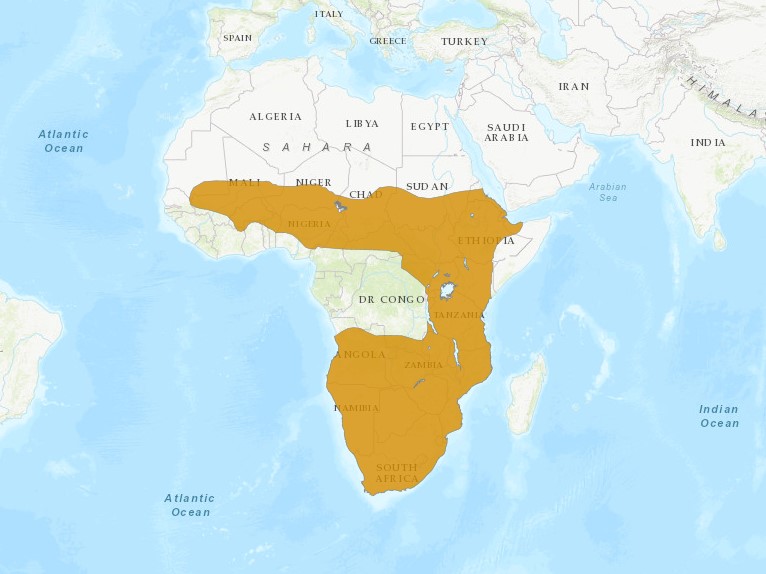 secretary bird habitat range