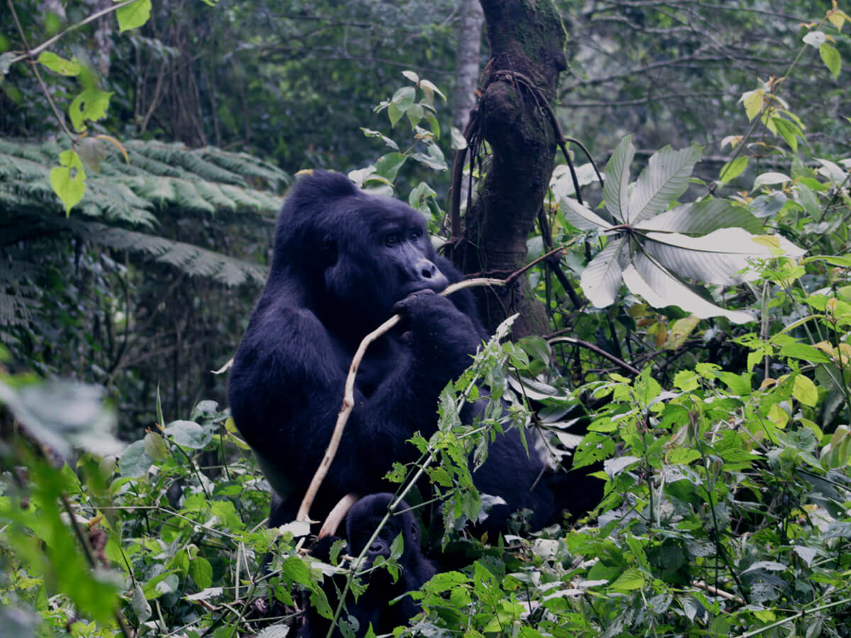 silverback gorillas