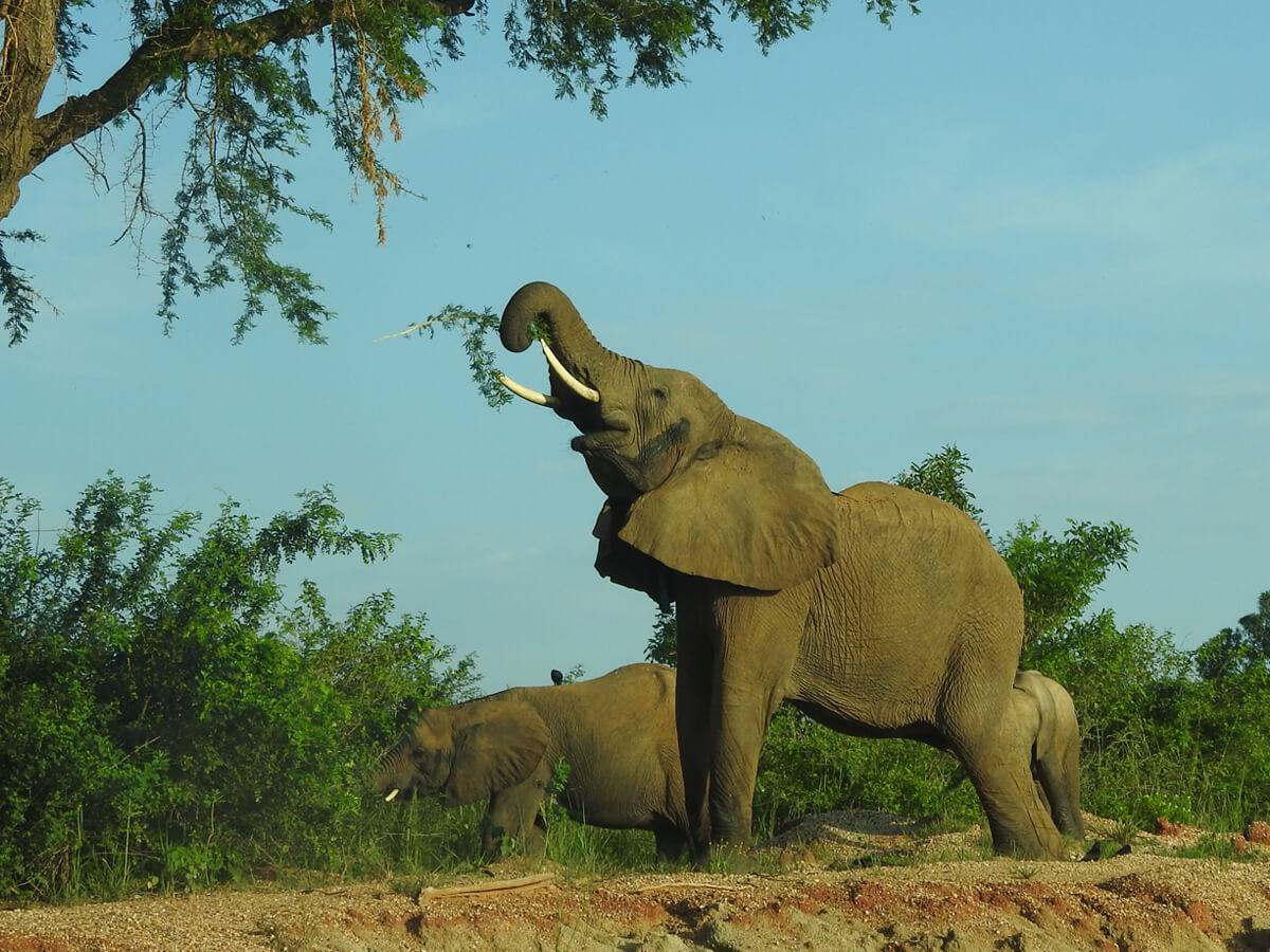 african elephant