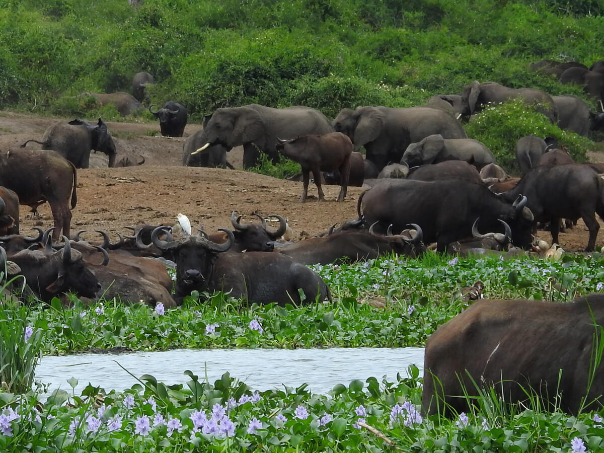 elephants on kazinga