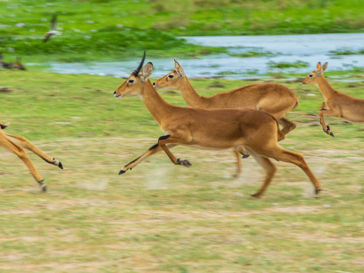 antelopes