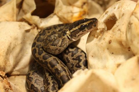 African rock python hatchling