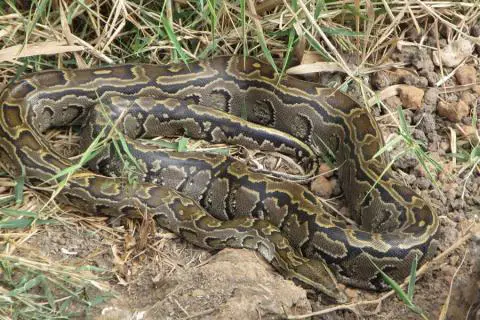 African rock python in short grass