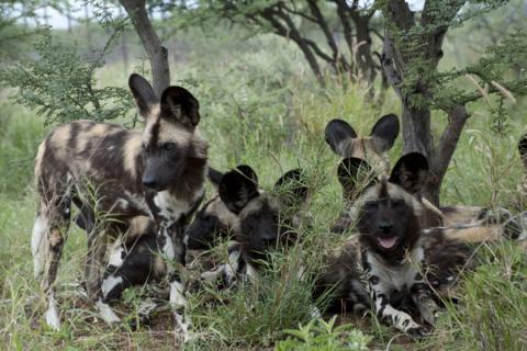 African wilddogs in khaudum np namibia