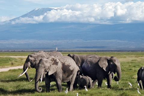 Amboseli np elephants and kilimanjaro