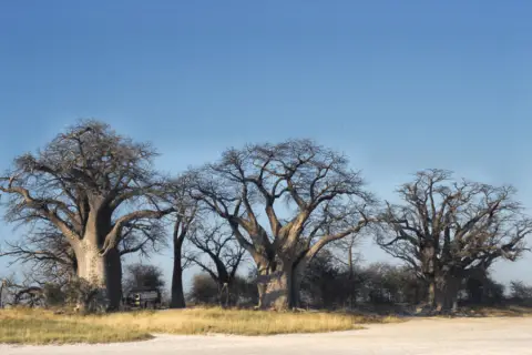 Baine's Baobab in Nxai NP