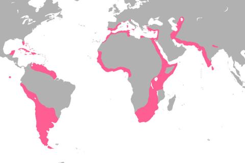 Flamingos geographical range