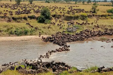 Serengeti great migration