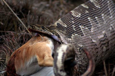 Southern African Rock python swallowing antelope