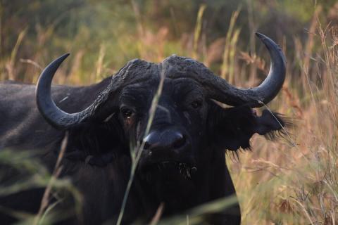 african buffalo head